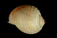 藏品(褐鶉螺)的圖片